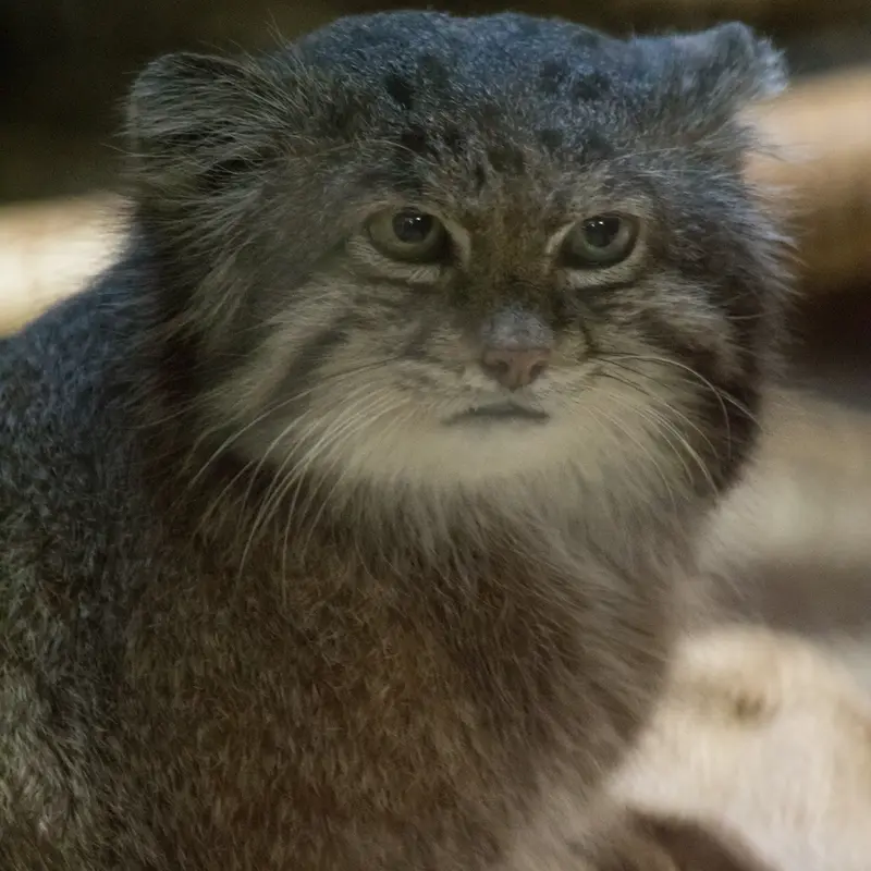 Фотография Клёна в Зоопарке Уено