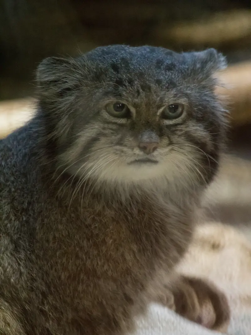 Фотография Клёна в Зоопарке Уено