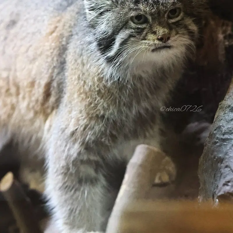Фотография Клёна в Зоопарке Уено