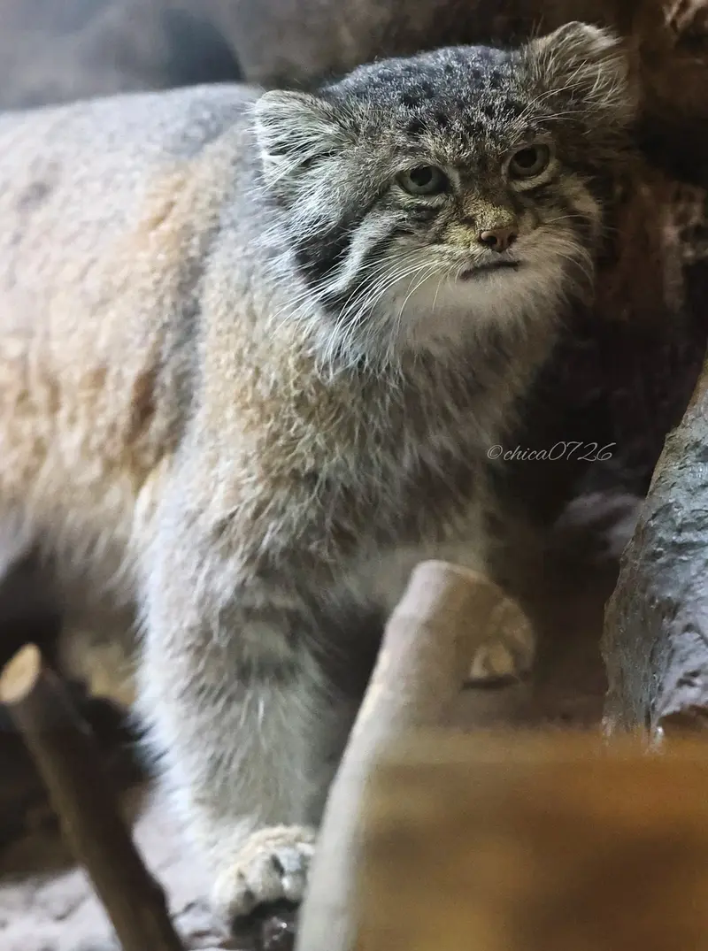 Фотография Клёна в Зоопарке Уено