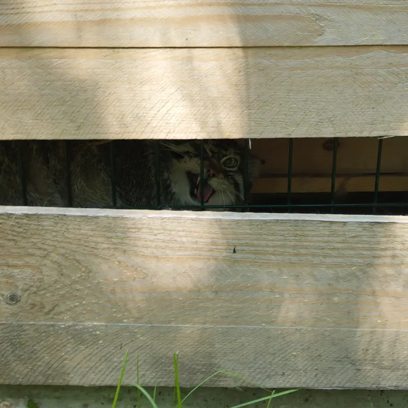 Фотография Чипа в Барнаульском Зоопарке «Лесная сказка»