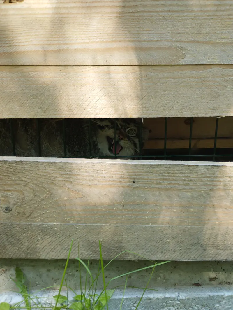 Фотография Чипа в Барнаульском Зоопарке «Лесная сказка»