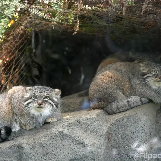 Фотография Аз, Ото, и Мей в Царстве Животных Кобе