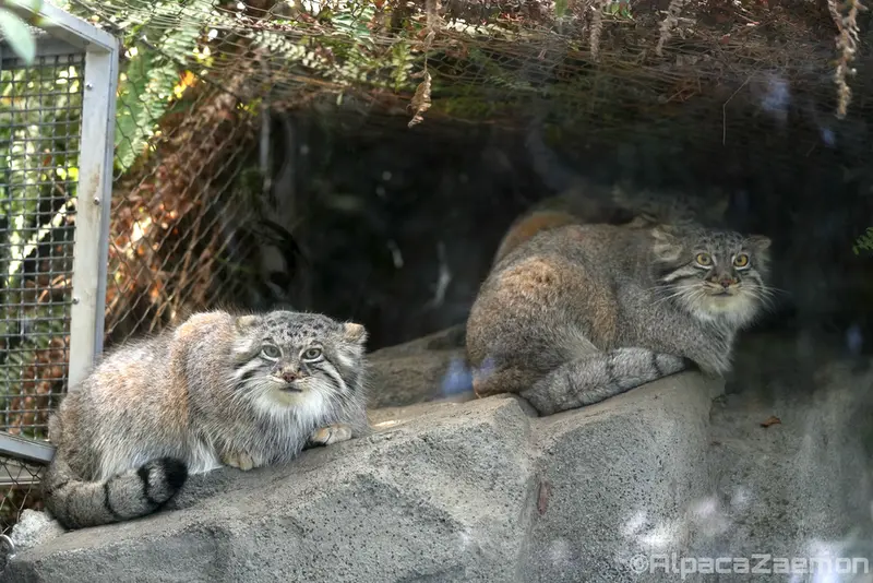 Фотография Аз, Ото, и Мей в Царстве Животных Кобе