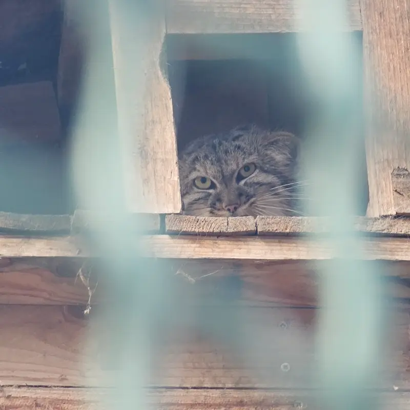 Фотография с манулом в Будапештском Зоопарке