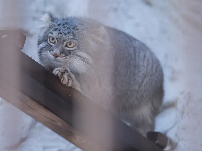 Фотография Фиги в Зоопарке Ногеяме
