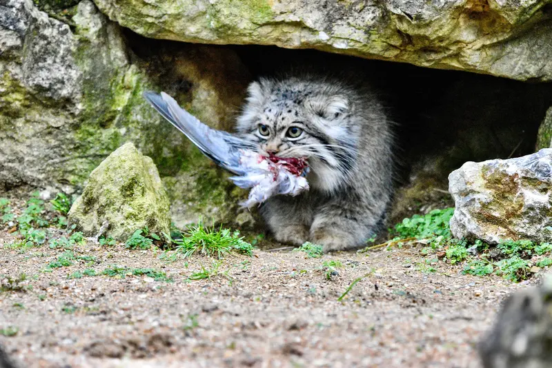 Фотография Атлана в Парке диких животных Порт-Лимпн