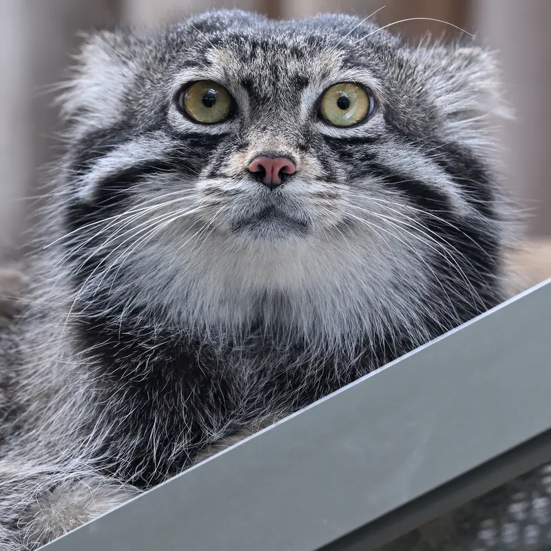 Фотография Нара в Царстве Животных Кобе