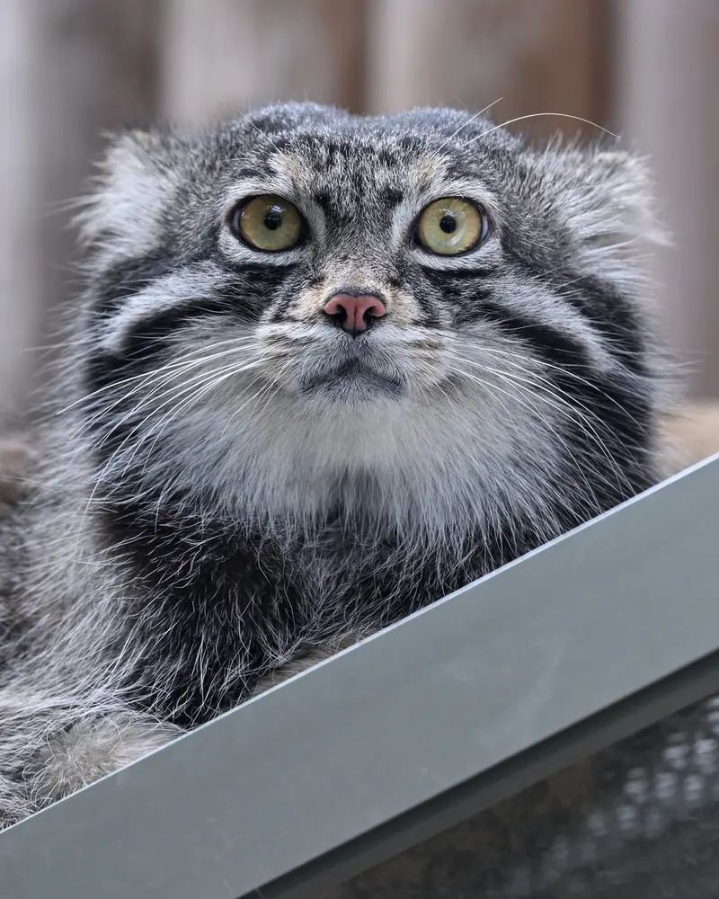 Фотография Нара в Царстве Животных Кобе