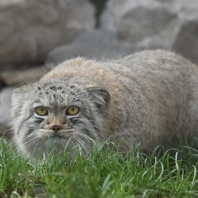 Фотография с манулом в Лэйклэнде Вайлдлайф Оазисе
