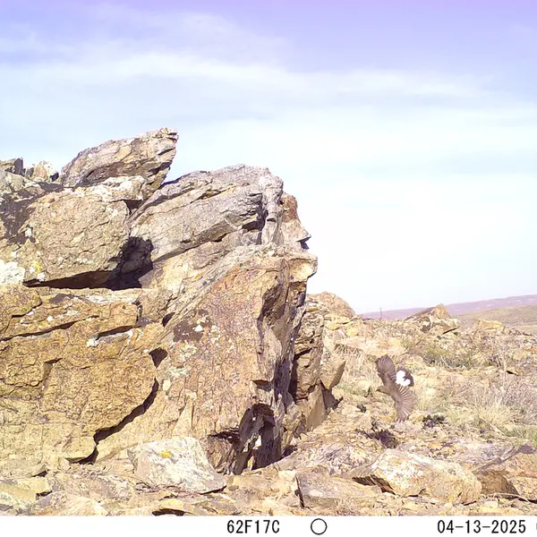 Фотография с манулом с фотоловушки Карашокы