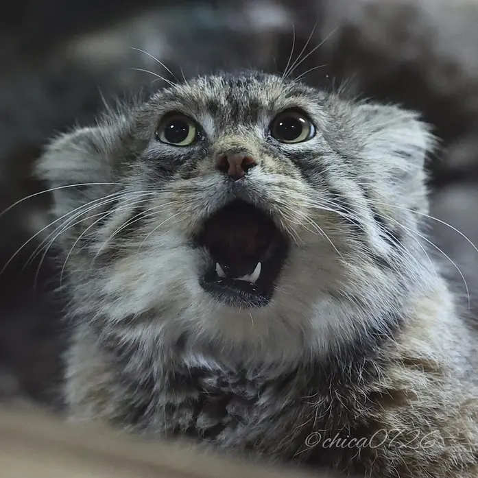 Фотография Примулы в Зоопарке Уено