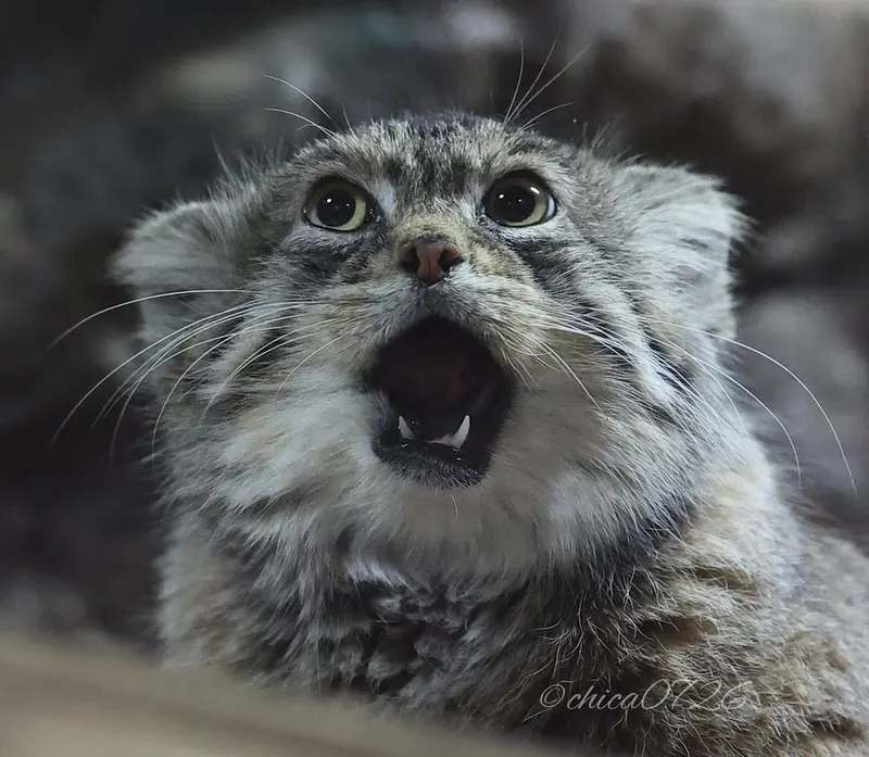 Фотография Примулы в Зоопарке Уено