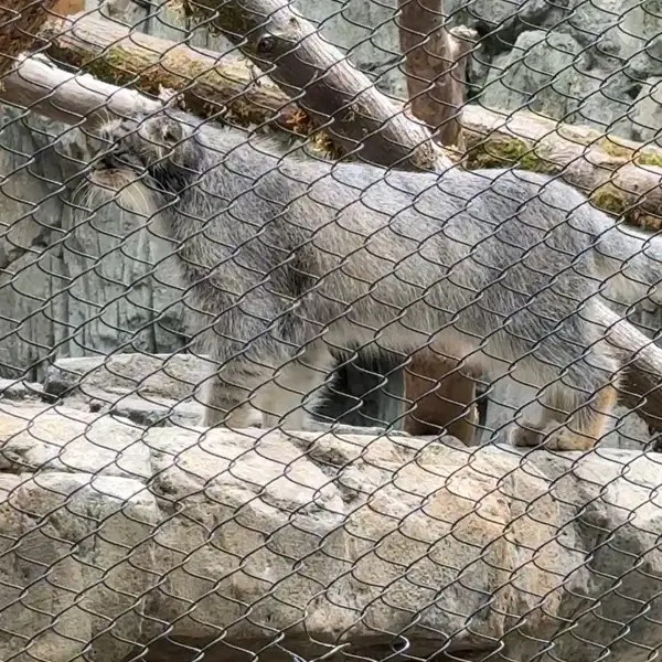 Фотография с манулом в Зоопарке Вудленд-Парк