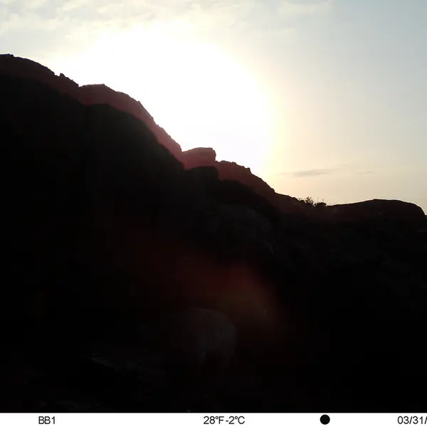 Фотография Сибирского Манула с фотоловушки Актас-Кункора