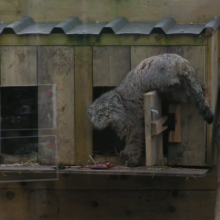 Фотография Алтая в Лэйклэнде Вайлдлайф Оазисе