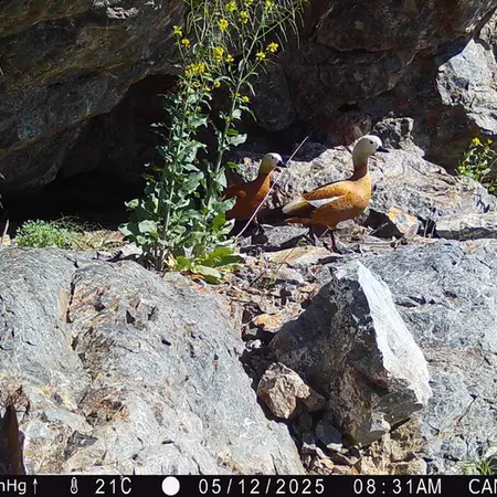 Фотография Огаря с фотоловушки Жунды 1