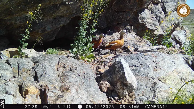 Фотография Огаря с фотоловушки Жунды 1