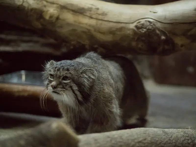 Фотография Клёна в Зоопарке Уено