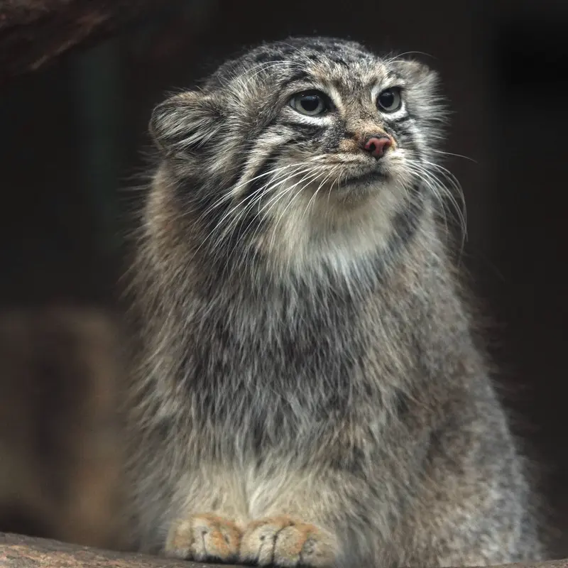 Фотография Аз в Царстве Животных Кобе