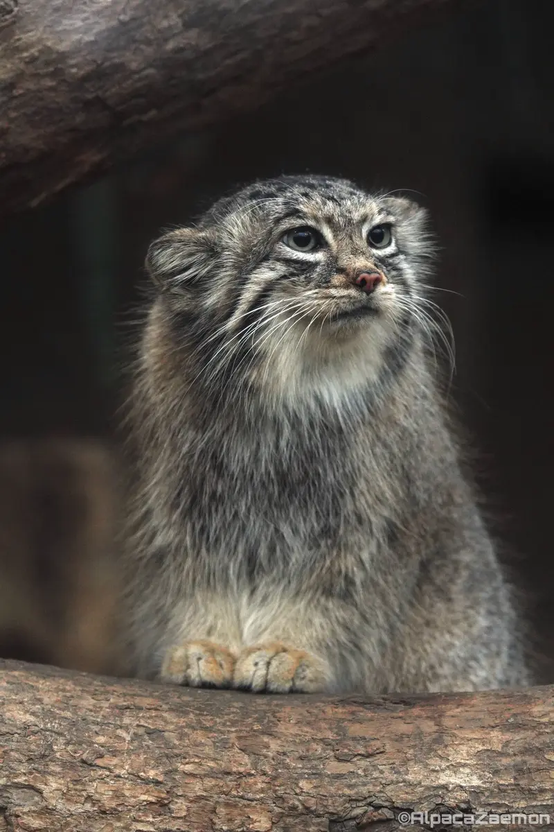 Фотография Аз в Царстве Животных Кобе