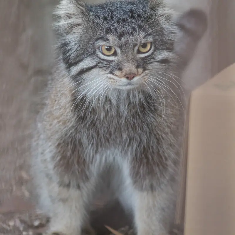 Фотография Фиги в Зоопарке Ногеяме