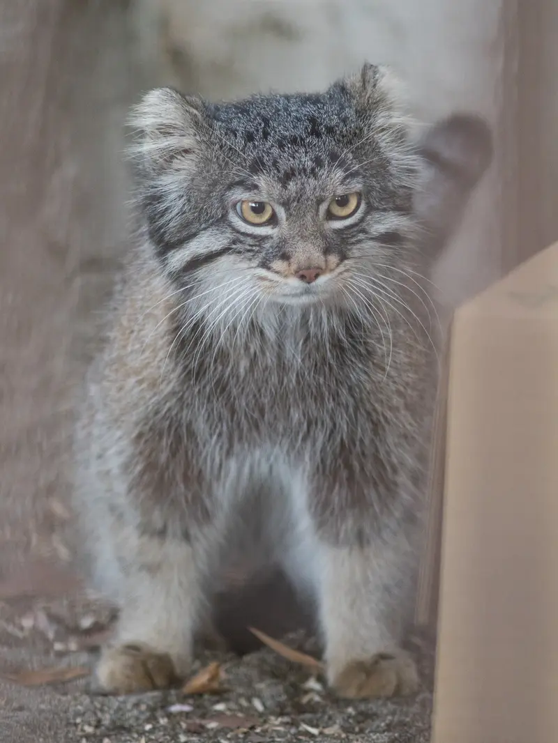 Фотография Фиги в Зоопарке Ногеяме