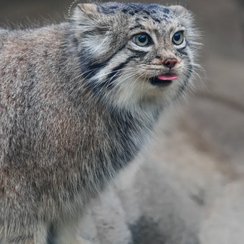 Фотография Аз в Царстве Животных Кобе