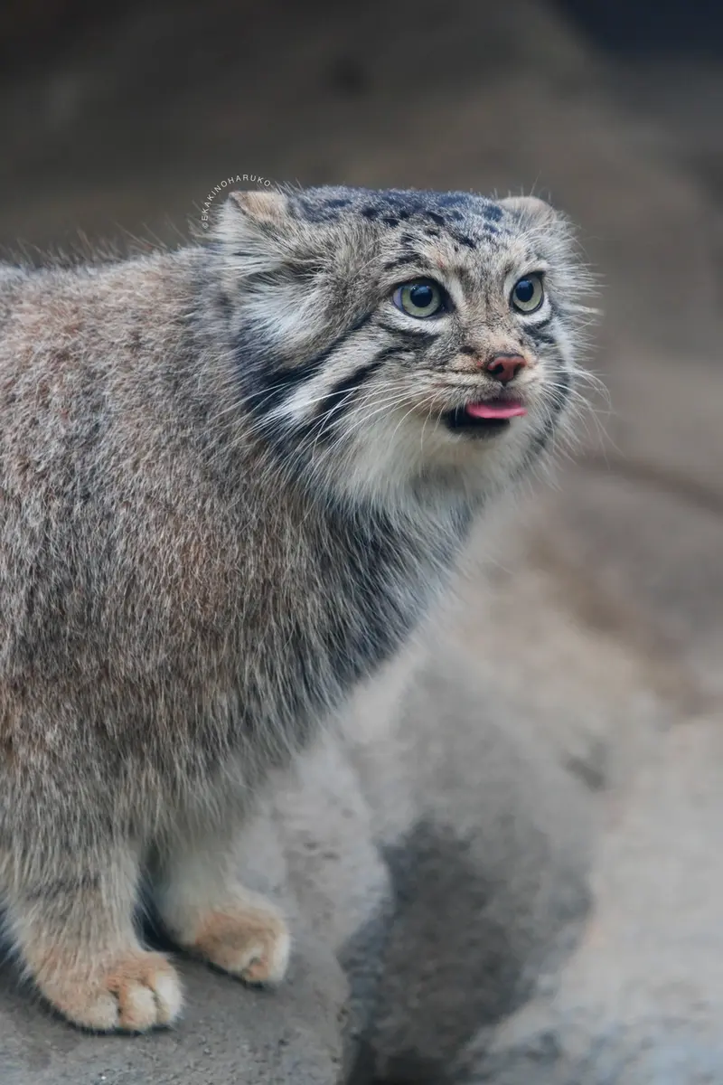 Фотография Аз в Царстве Животных Кобе