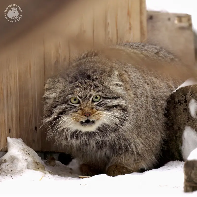 Фотография Бандита в Новосибирском Зоопарке