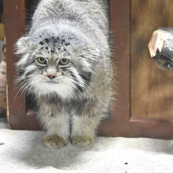 Фотография Клёна в Зоопарке Уено