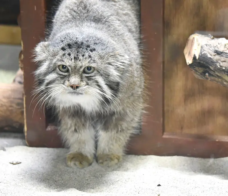 Фотография Клёна в Зоопарке Уено