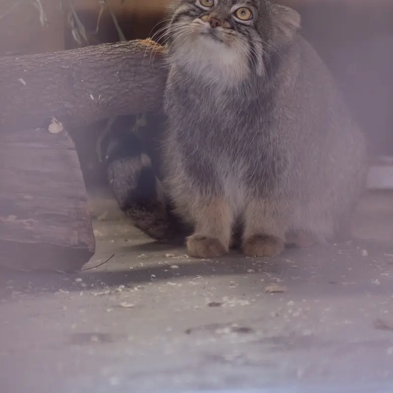 Фотография Фиги в Зоопарке Ногеяме