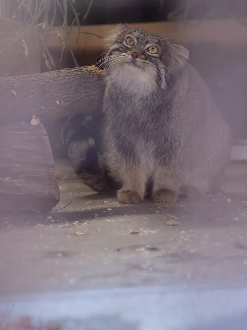 Фотография Фиги в Зоопарке Ногеяме