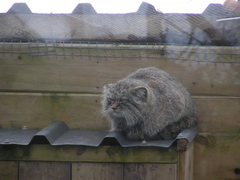 Фотография Алтая в Лэйклэнде Вайлдлайф Оазисе