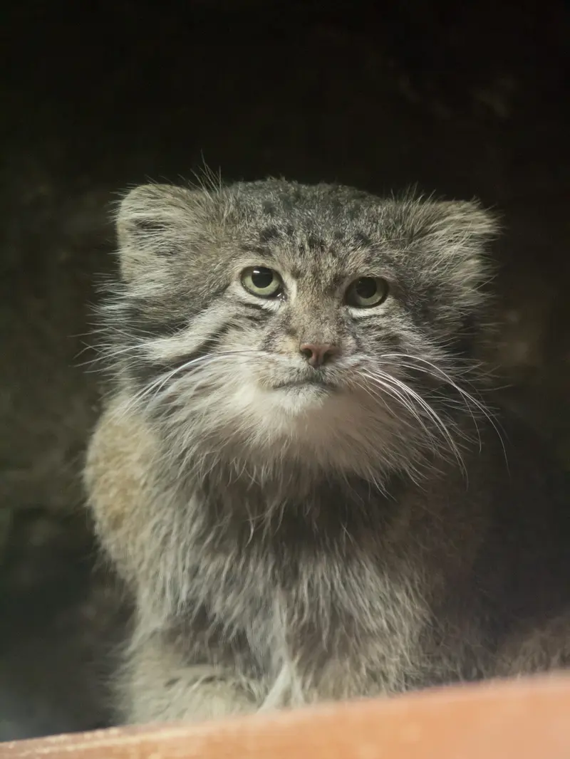 Фотография Клёна в Зоопарке Уено