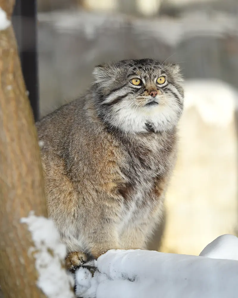 Фотография Груши в Зоопарке Асахияма