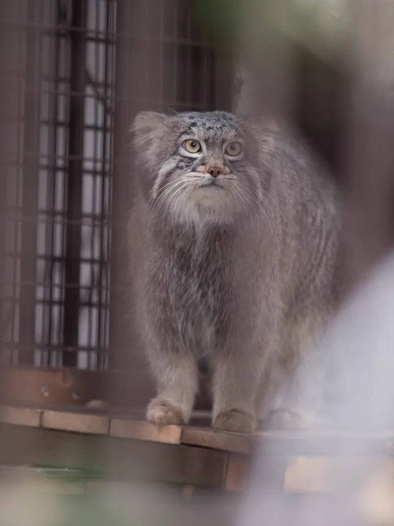 Фотография Фиги в Зоопарке Ногеяме