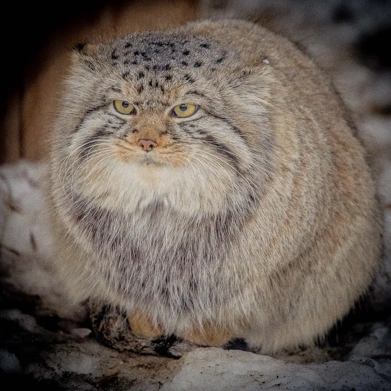 Фотография Евчика 2024 Г.р. Ⅱ в Новосибирском Зоопарке