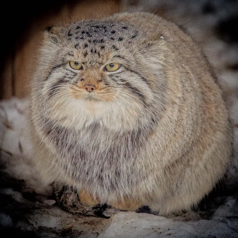 Фотография Евчика 2024 Г.р. Ⅱ в Новосибирском Зоопарке