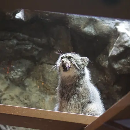 Фотография Примулы в Зоопарке Уено