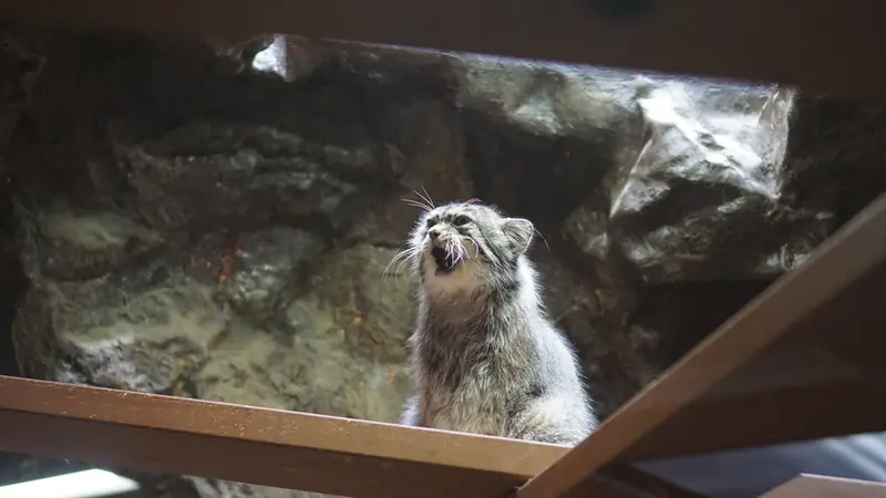 Фотография Примулы в Зоопарке Уено