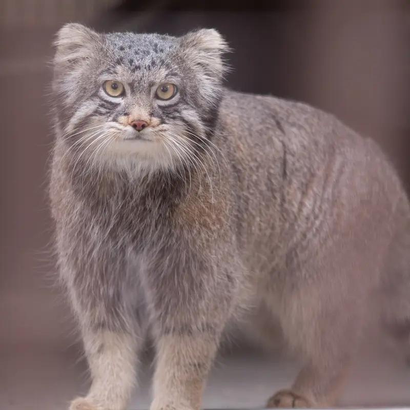 Фотография Фиги в Зоопарке Ногеяме