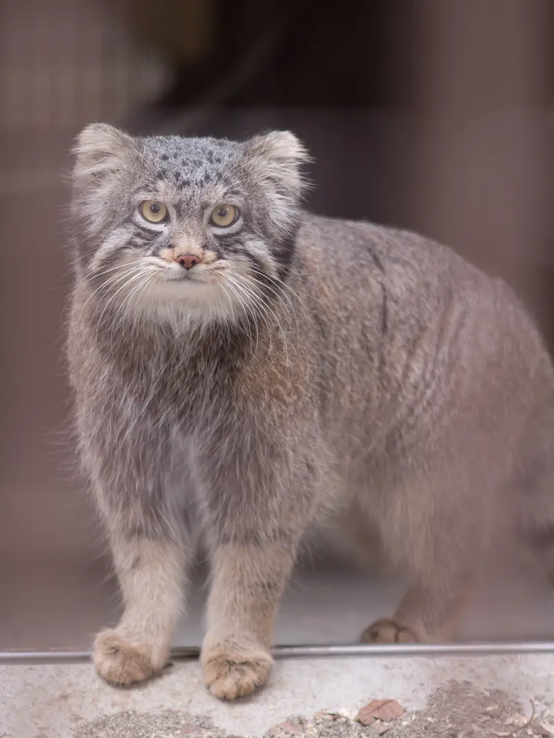 Фотография Фиги в Зоопарке Ногеяме