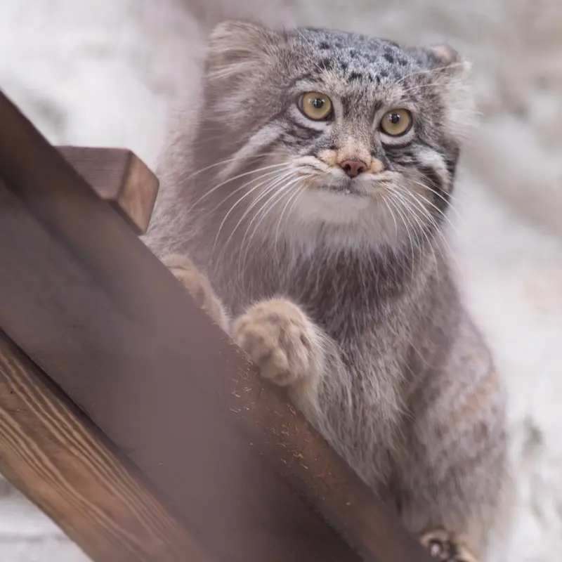 Фотография Фиги в Зоопарке Ногеяме
