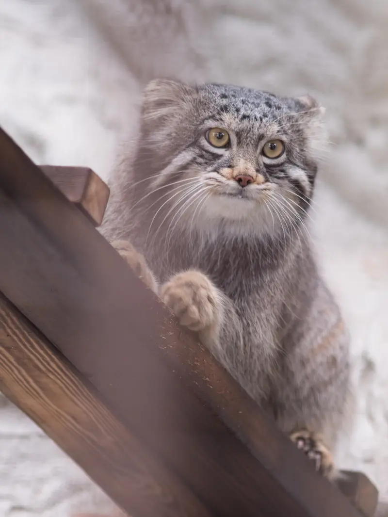 Фотография Фиги в Зоопарке Ногеяме