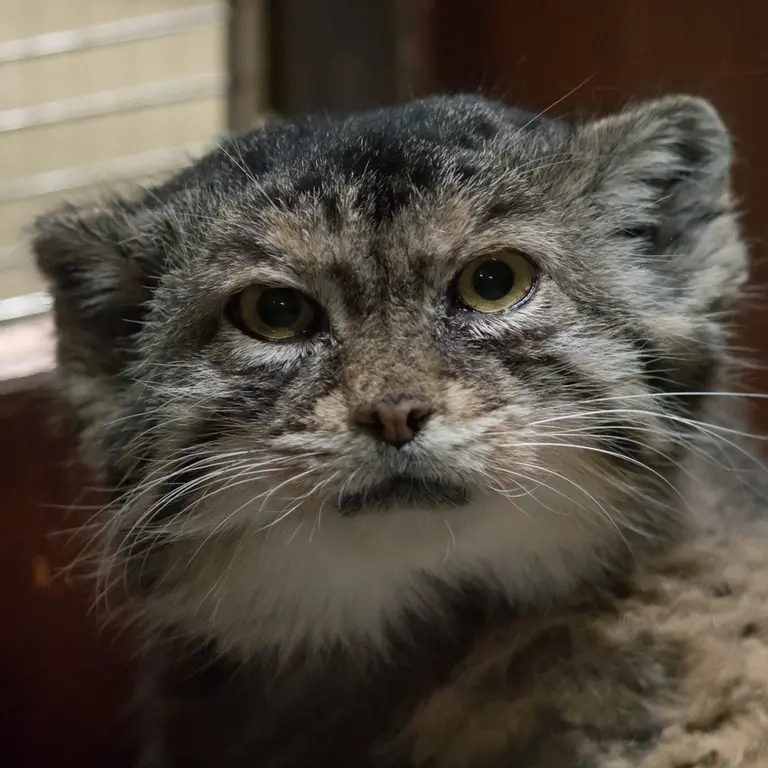 Фотография Примулы в Зоопарке Уено