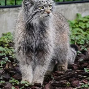 Фотография с манулом в Био-Топия Дюнкерке