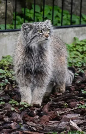 Фотография с манулом в Био-Топия Дюнкерке