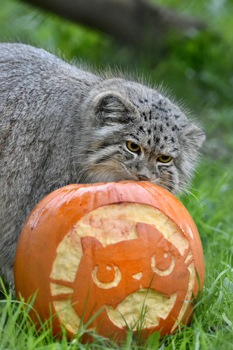 Фотография Наму в Парке диких животных Порт-Лимпн